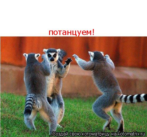 Котоматрица: потанцуем!