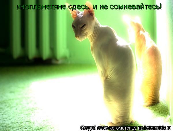 Котоматрица: инопланетяне сдесь, и не сомневайтесь!