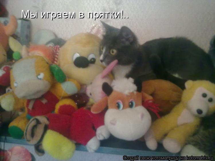 Котоматрица: Мы играем в прятки!..