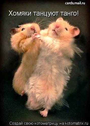 Котоматрица: Хомяки танцуют танго!