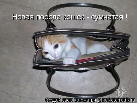 Котоматрица: Новая порода кошек - сумчатая !