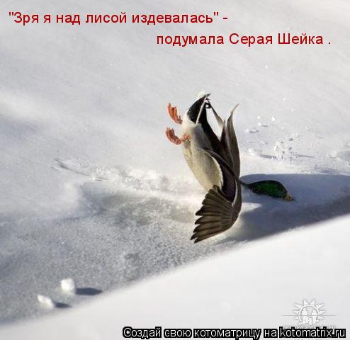 Котоматрица: "Зря я над лисой издевалась" -  подумала Серая Шейка .