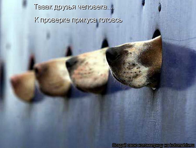 Котоматрица: Тааак друзья человека.... К проверке прикуса готовсь