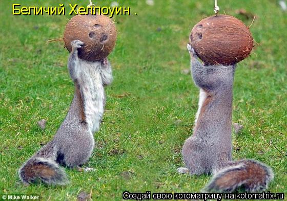 Котоматрица: Беличий Хеллоуин .