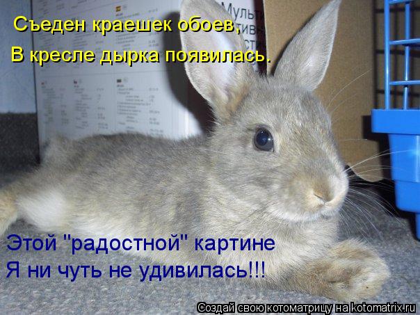 Этой "радостной" картине Я ни чуть не удивилась!!! Съеден краешек обоев, В кресле дырка появилась.... Котоматрица: Этой "радостной" картине Я ни чуть не удивилась!!! Съеден краешек обоев, В кресле дырка появилась.