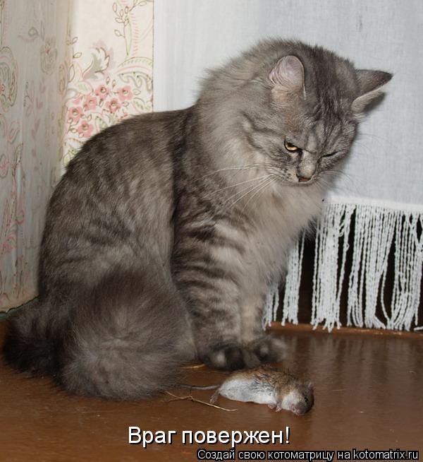 Враг повержен!... Котоматрица: Враг повержен!