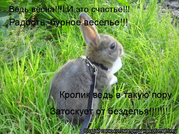 Котоматрица: Ведь весна!!!! И это счастье!!! Радость, бурное веселье!!! Кролик ведь в такую пору Затоскует от безделья!!!!!!!