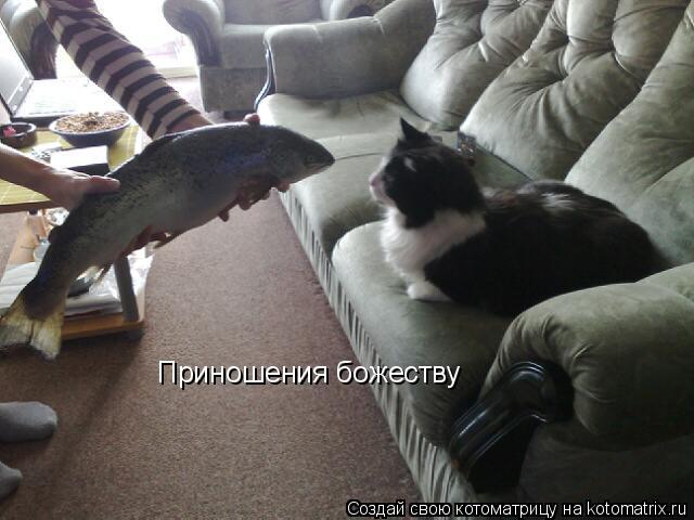 Котоматрица: Приношения божеству
