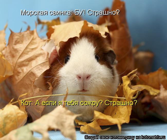 Котоматрица: Морская свинка: БУ! Страшно? Кот: А если я тебя сожру? Страшно?