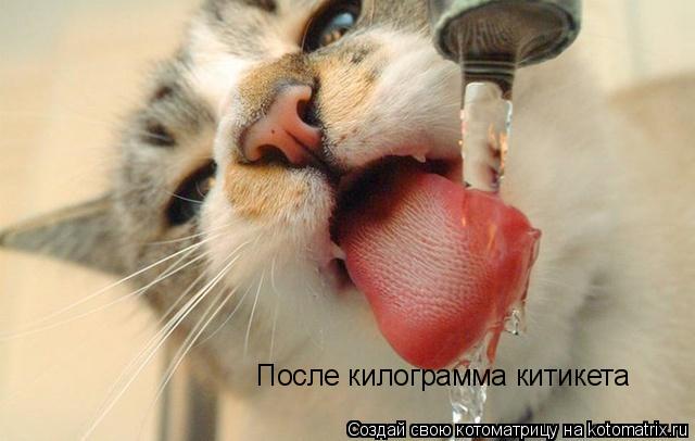 Котоматрица: После килограмма китикета