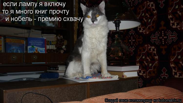 Котоматрица: если лампу я включу  то я много книг прочту     и нобель - премию схвачу