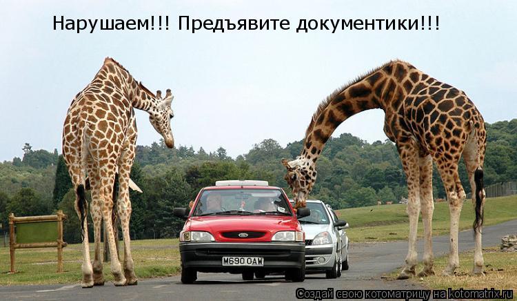 Котоматрица: Нарушаем!!! Предъявите документики!!!