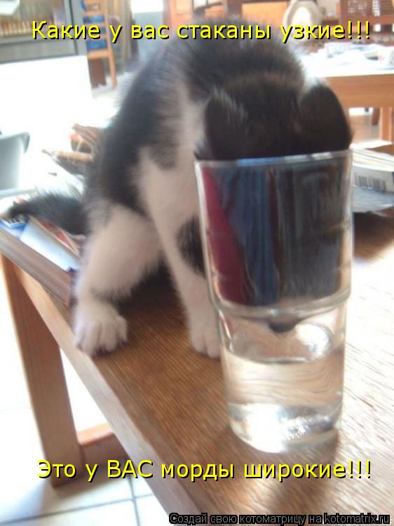 Какие у вас стаканы узкие!!! Это у ВАС морды широкие!!!... Котоматрица: Какие у вас стаканы узкие!!! Это у ВАС морды широкие!!!