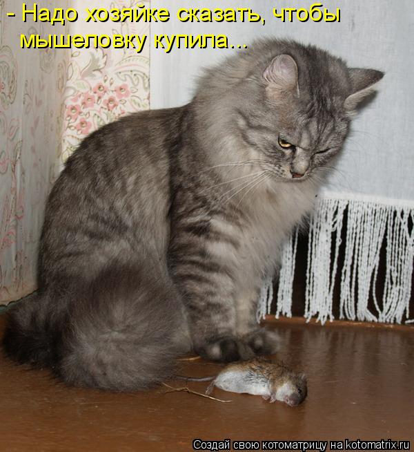 - Надо хозяйке сказать, чтобы мышеловку купила...... Котоматрица: - Надо хозяйке сказать, чтобы мышеловку купила...