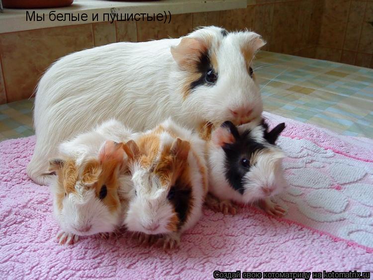 Мы белые и пушистые))... Котоматрица: Мы белые и пушистые))