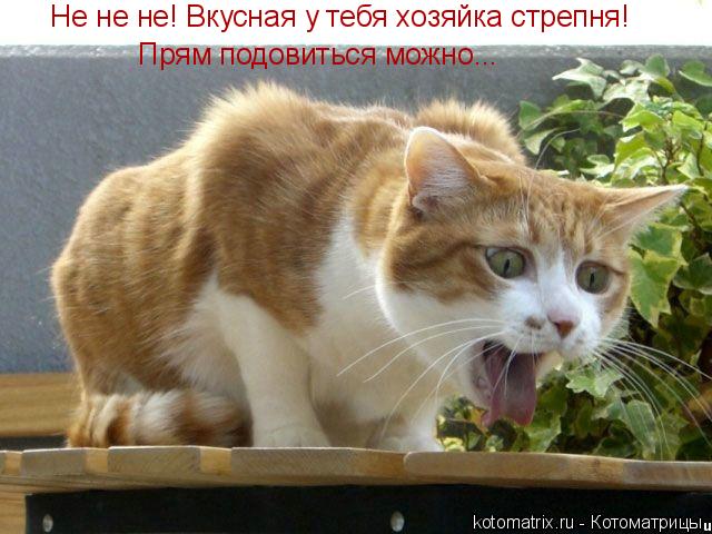 Не не не! Вкусная у тебя хозяйка стрепня! Прям подовиться можно...... Котоматрица: Не не не! Вкусная у тебя хозяйка стрепня! Прям подовиться можно...