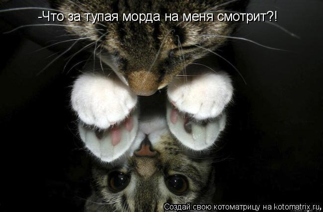 -Что за тупая морда на меня смотрит?!... Котоматрица: -Что за тупая морда на меня смотрит?!