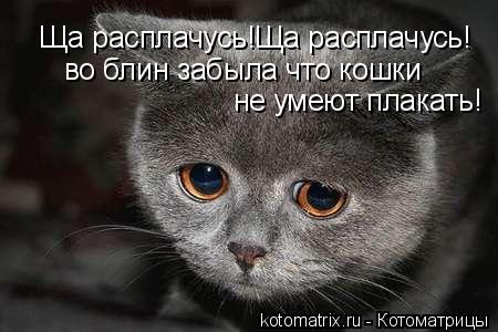 Ща расплачусь!Ща расплачусь! во блин забыла что кошки не умеют плакать!... Котоматрица: Ща расплачусь!Ща расплачусь! во блин забыла что кошки не умеют плакать!