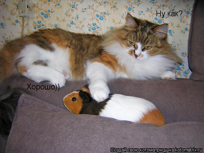 Ну как? Хорошо))... Котоматрица: Ну как? Хорошо))