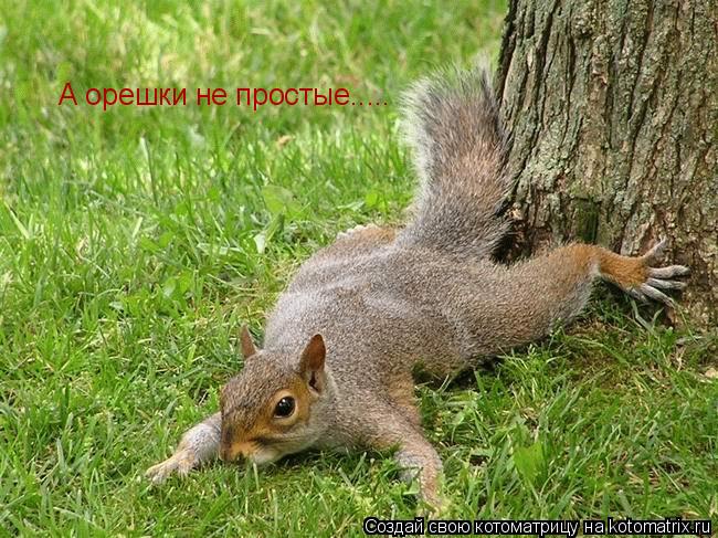 А орешки не простые........ Котоматрица: А орешки не простые.....