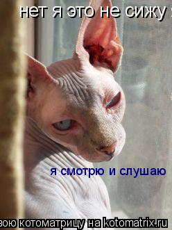 нет я это не сижу я смотрю и слушаю я смотрю и слушаю... Котоматрица: нет я это не сижу я смотрю и слушаю я смотрю и слушаю