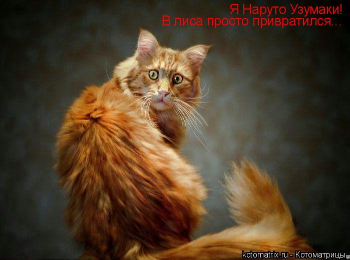 Я Наруто Узумаки! В лиса просто привратился...... Котоматрица: Я Наруто Узумаки! В лиса просто привратился...