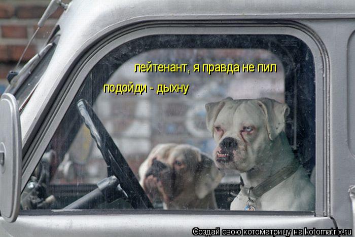 лейтенант, я правда не пил подойди - дыхну... Котоматрица: лейтенант, я правда не пил подойди - дыхну