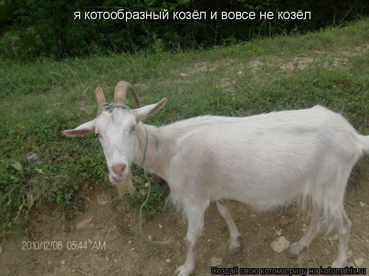 я котообразный козёл и вовсе не козёл... Котоматрица: я котообразный козёл и вовсе не козёл