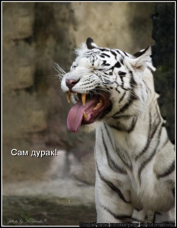 Сам дурак!... Котоматрица: Сам дурак!