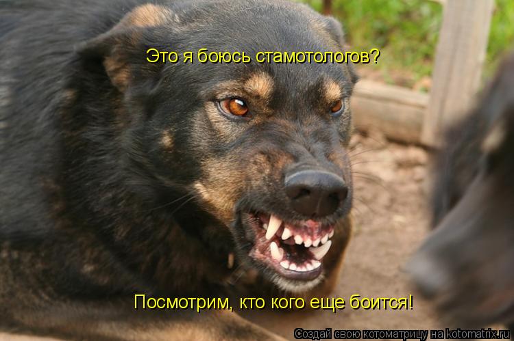 Это я боюсь стамотологов? Посмотрим, кто кого еще боится!... Котоматрица: Это я боюсь стамотологов? Посмотрим, кто кого еще боится!