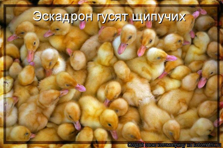 Эскадрон гусят щипучих... Котоматрица: Эскадрон гусят щипучих