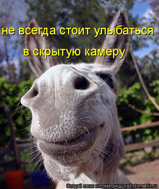 не всегда стоит улыбаться в скрытую камеру в скрытую камеру... Котоматрица: не всегда стоит улыбаться в скрытую камеру в скрытую камеру