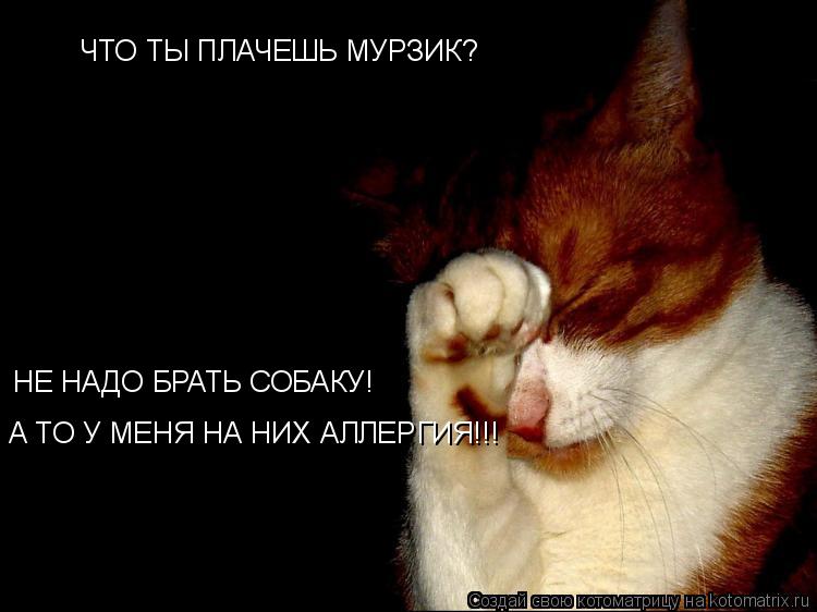 ЧТО ТЫ ПЛАЧЕШЬ МУРЗИК? НЕ НАДО БРАТЬ СОБАКУ! А ТО У МЕНЯ НА НИХ АЛЛЕРГИЯ!!!... Котоматрица: ЧТО ТЫ ПЛАЧЕШЬ МУРЗИК? НЕ НАДО БРАТЬ СОБАКУ! А ТО У МЕНЯ НА НИХ АЛЛЕРГИЯ!!!