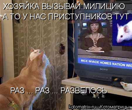 ХОЗЯЙКА ВЫЗЫВАЙ МИЛИЦИЮ А ТО У НАС ПРИСТУПНИКОВ ТУТ РАЗ РАЗ ... РАЗ ... РАЗВЕЛОСЬ... Котоматрица: ХОЗЯЙКА ВЫЗЫВАЙ МИЛИЦИЮ А ТО У НАС ПРИСТУПНИКОВ ТУТ РАЗ РАЗ ... РАЗ ... РАЗВЕЛОСЬ