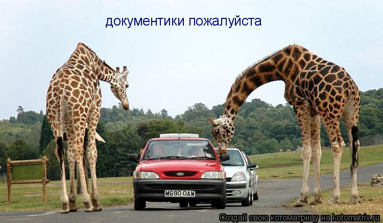 документики пожалуйста... Котоматрица: документики пожалуйста