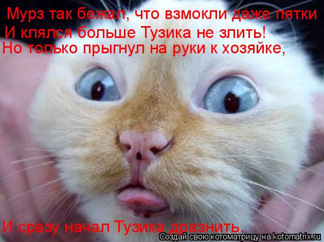 Мурз так бежал, что взмокли даже пятки И клялся больше Тузика не злить! Но только прыгнул на руки к х... Котоматрица: Мурз так бежал, что взмокли даже пятки И клялся больше Тузика не злить! Но только прыгнул на руки к хозяйке, И сразу начал Тузика дразнить…