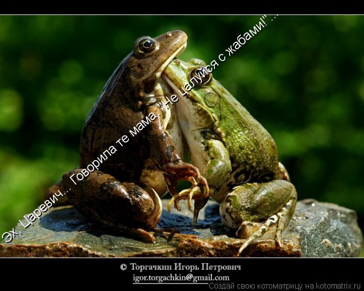 Эх, Царевич... Говорила те мама: "Не цалуйся с жабами!"...... Котоматрица: Эх, Царевич... Говорила те мама: "Не цалуйся с жабами!"...