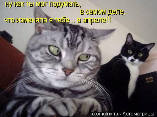 Котоматрица: ну как ты мог подумать, в самом деле, что изменяла я тебе... в апреле!!!
