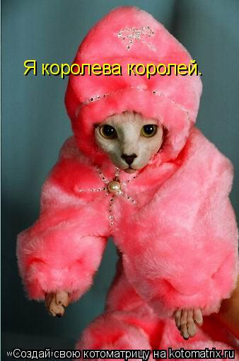 Хозяин ведь жарко Я королева королей.... Котоматрица: Хозяин ведь жарко Я королева королей.
