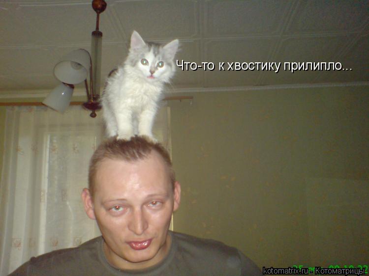 Что-то к хвостику прилипло...... Котоматрица: Что-то к хвостику прилипло...