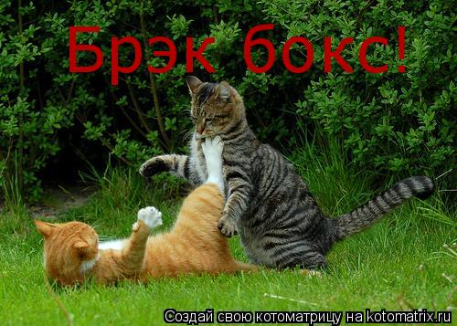 Брэк бокс!... Котоматрица: Брэк бокс!