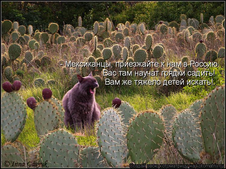 - Мексиканцы, приезжайте к нам в Россию. Вас там научат грядки садить! Вам же тяжело детей искать!... Котоматрица: - Мексиканцы, приезжайте к нам в Россию. Вас там научат грядки садить! Вам же тяжело детей искать!