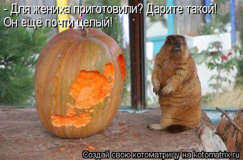 - Для жениха приготовили? Дарите такой! Он ещё почти целый!... Котоматрица: - Для жениха приготовили? Дарите такой! Он ещё почти целый!