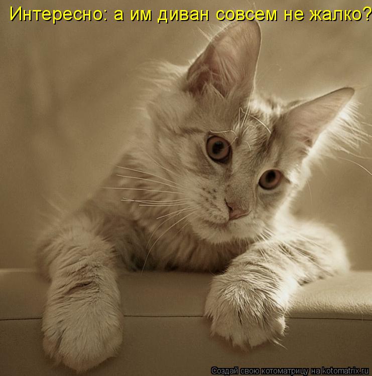 Интересно: а им диван совсем не жалко?... Котоматрица: Интересно: а им диван совсем не жалко?
