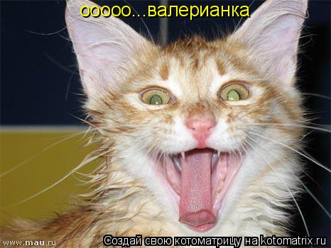 ооооо...валерианка... Котоматрица: ооооо...валерианка