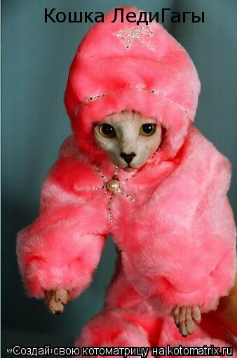 Кошка ЛедиГагы... Котоматрица: Кошка ЛедиГагы