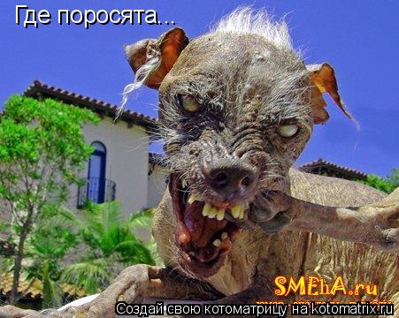 Где поросята...... Котоматрица: Где поросята...