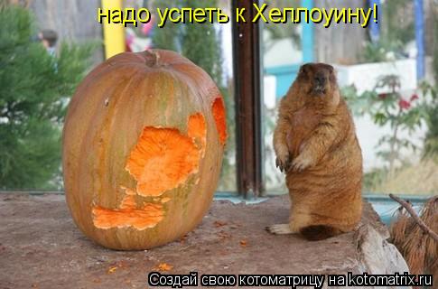 надо успеть к Хеллоуину!... Котоматрица: надо успеть к Хеллоуину!
