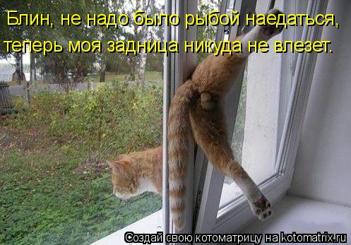Блин, не надо было рыбой наедаться, теперь моя задница никуда не влезет.... Котоматрица: Блин, не надо было рыбой наедаться, теперь моя задница никуда не влезет.