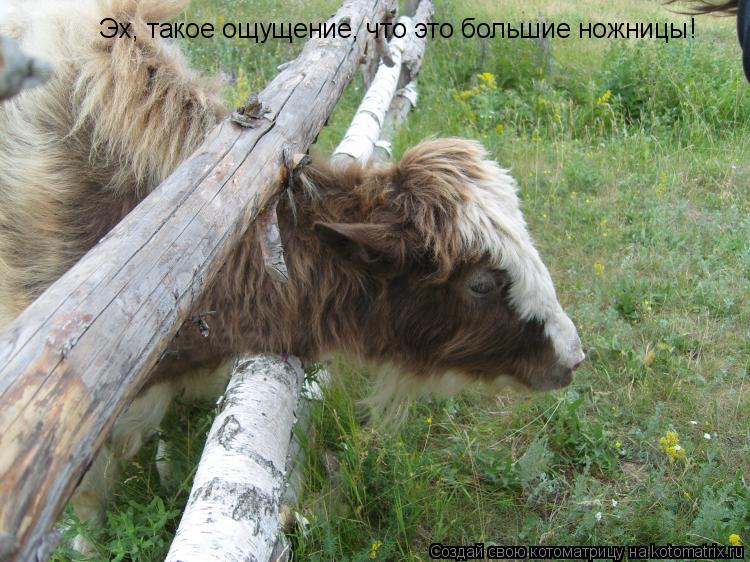Эх, такое ощущение, что это большие ножницы!... Котоматрица: Эх, такое ощущение, что это большие ножницы!